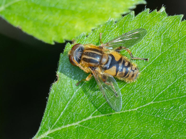 Parhelophilus sp.