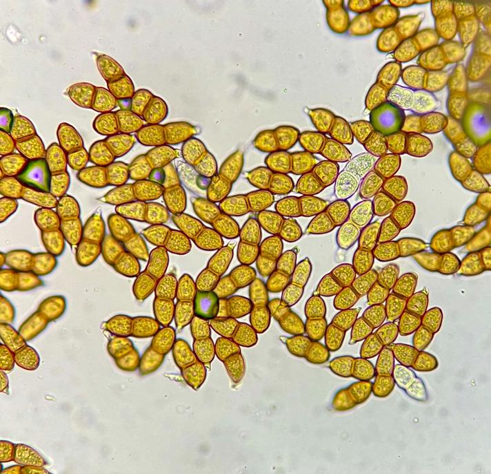 Puccinia dentariae