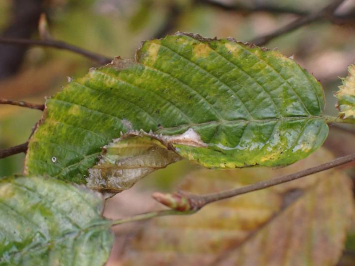 Avnbøg (Carpinus betulus)