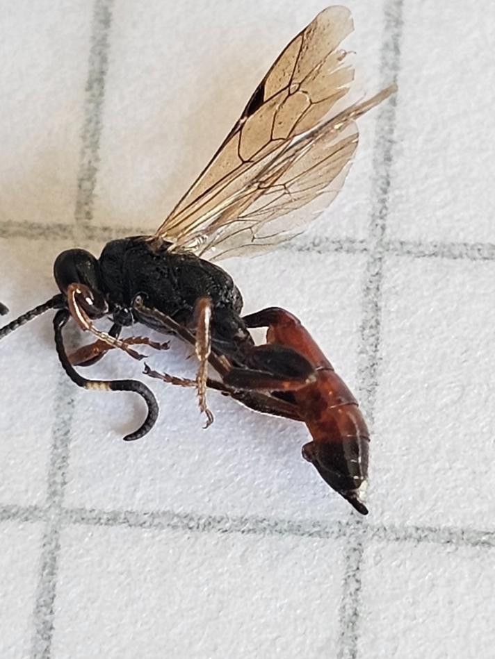 Barichneumon sp.