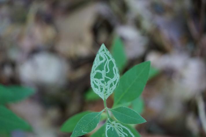 Aulagromyza hendeliana