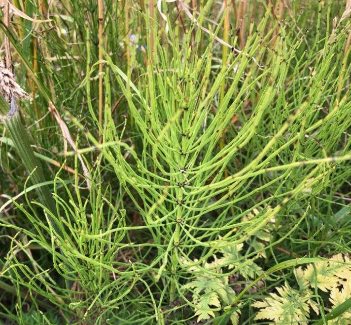 Ager-Padderok (Equisetum arvense)