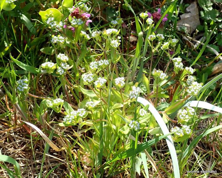 Tandfri Vårsalat (Valerianella locusta)
