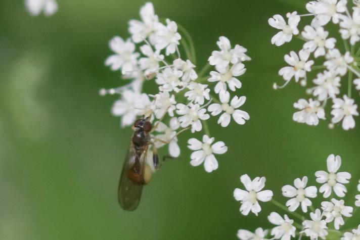 Storhornet Barksvirreflue