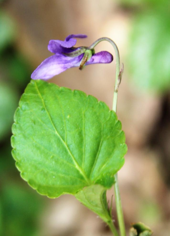 Skov-Viol (Viola reichenbachiana)