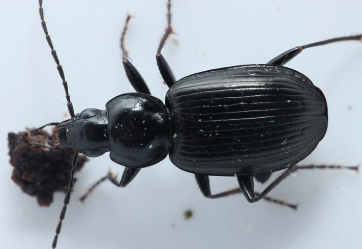 Agonum sp.