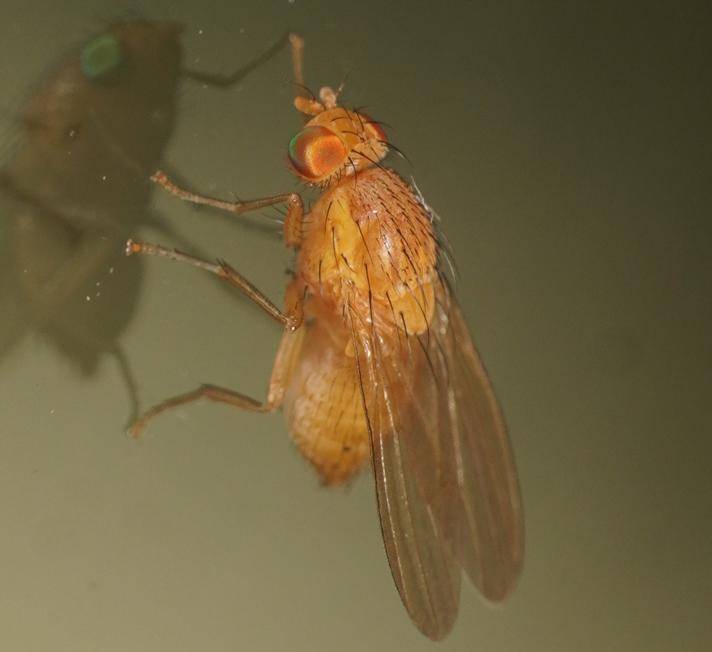 Sapromyza quadripunctata