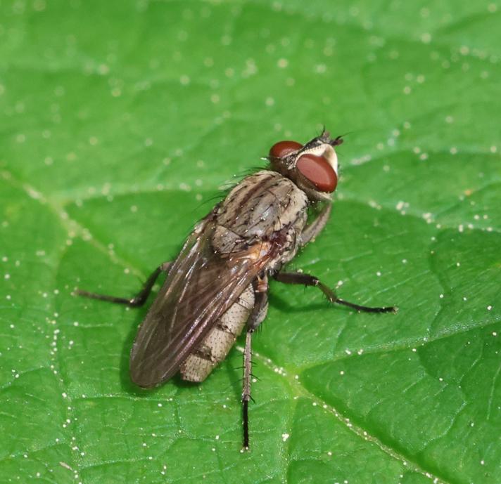 Leucophora personata