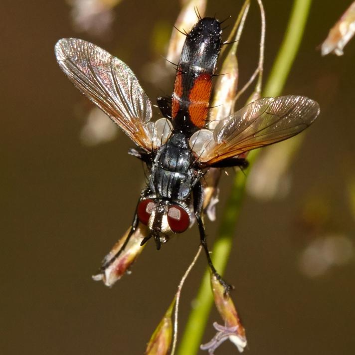 Cylindromyia auriceps