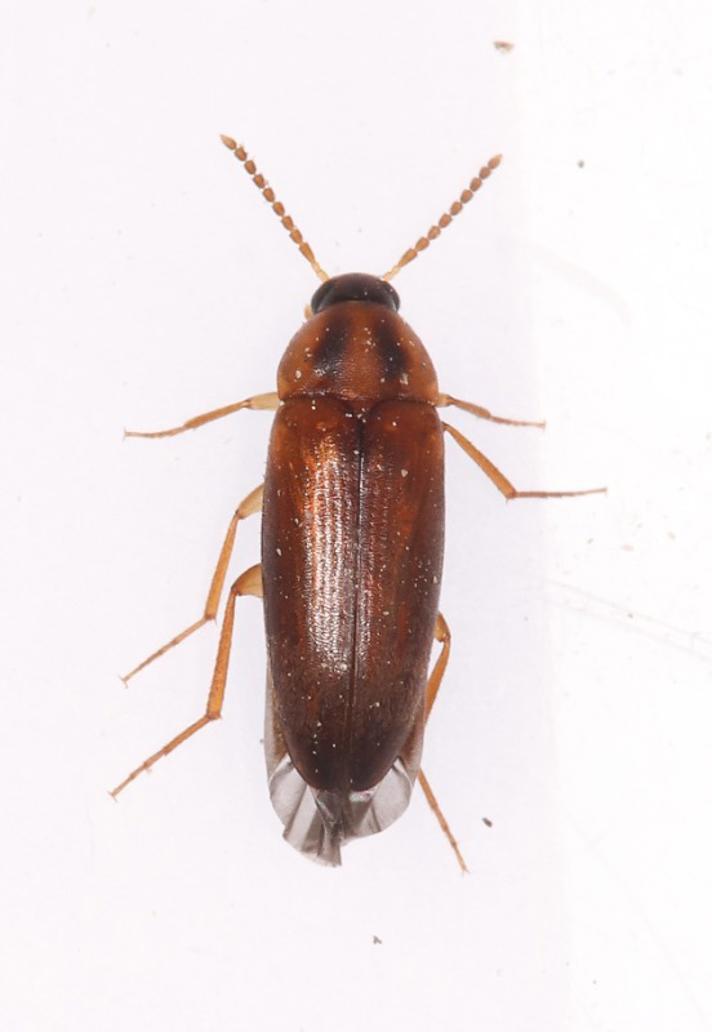 Hallomenus binotatus