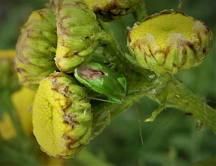 Sorttornet Blomstertæge  (Apolygus lucorum)