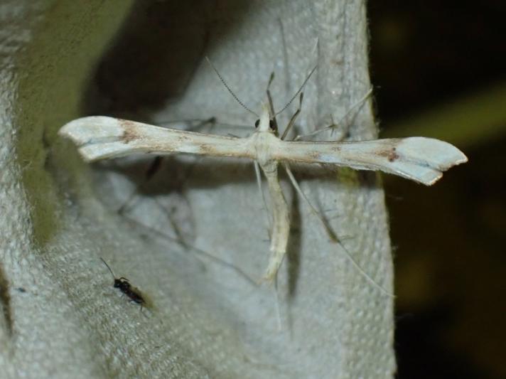 Røllikefjermøl (Gillmeria pallidactyla)