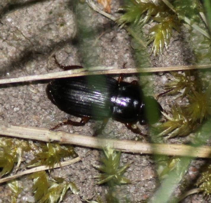 Harpalus sp.