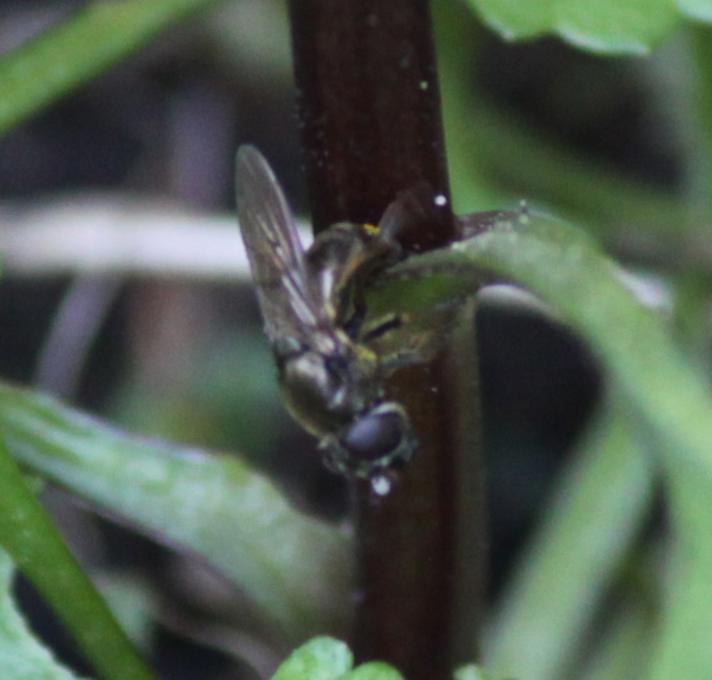 Cheilosia urbana/psilopthalma