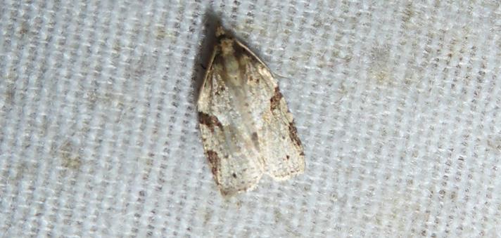 Clepsis spectrana