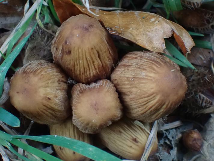 Coprinellus sp.