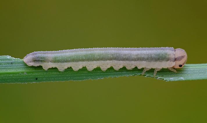 Tenthredopsis sp.