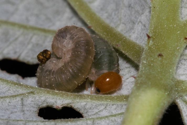 Rhogogaster punctulata