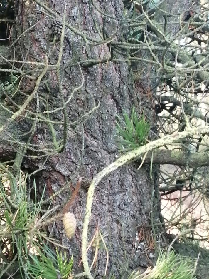 Almindelig Klit-Fyr (Pinus contorta ssp. contorta var. contorta)