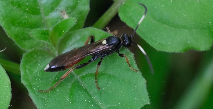 Ichneumon sp.