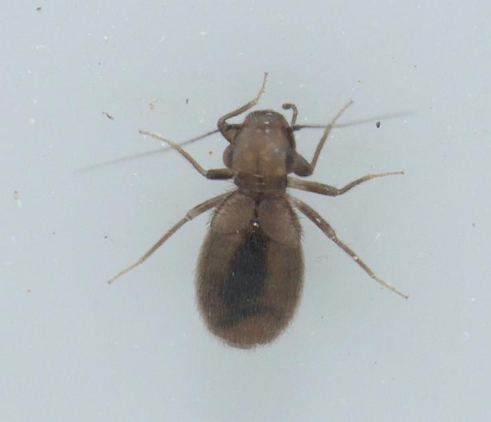 Lepinotus patruelis