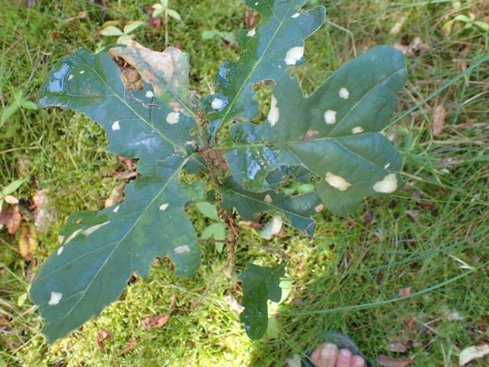 Egepandeduskmøl (Tischeria ekebladella)
