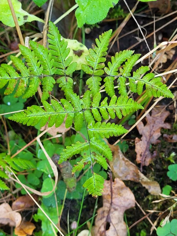 Tredelt Egebregne