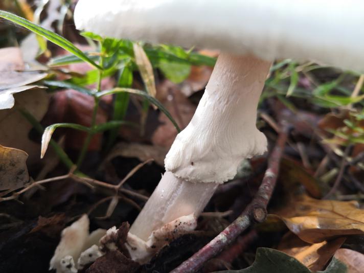 Amanita phalloides var. alba