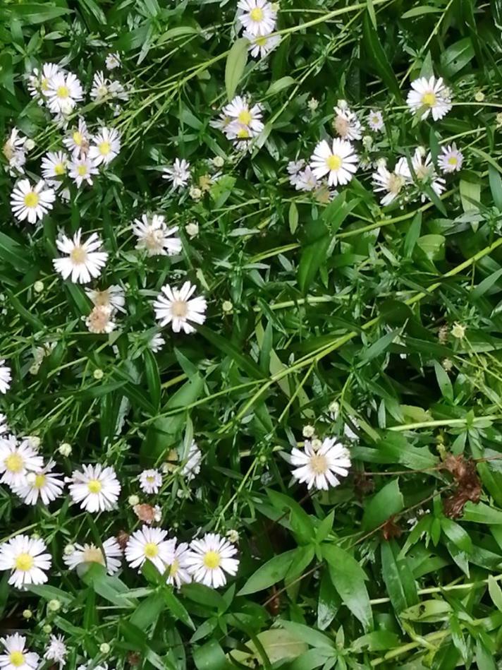 Pilebladet Asters