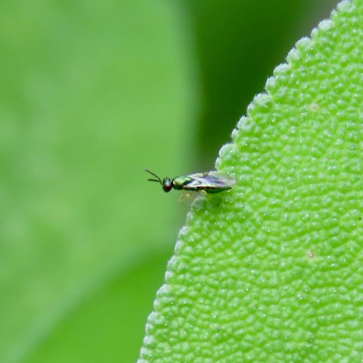 Pteromalidae ubest.