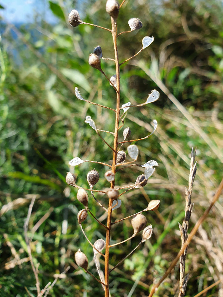 Småskulpet Dodder