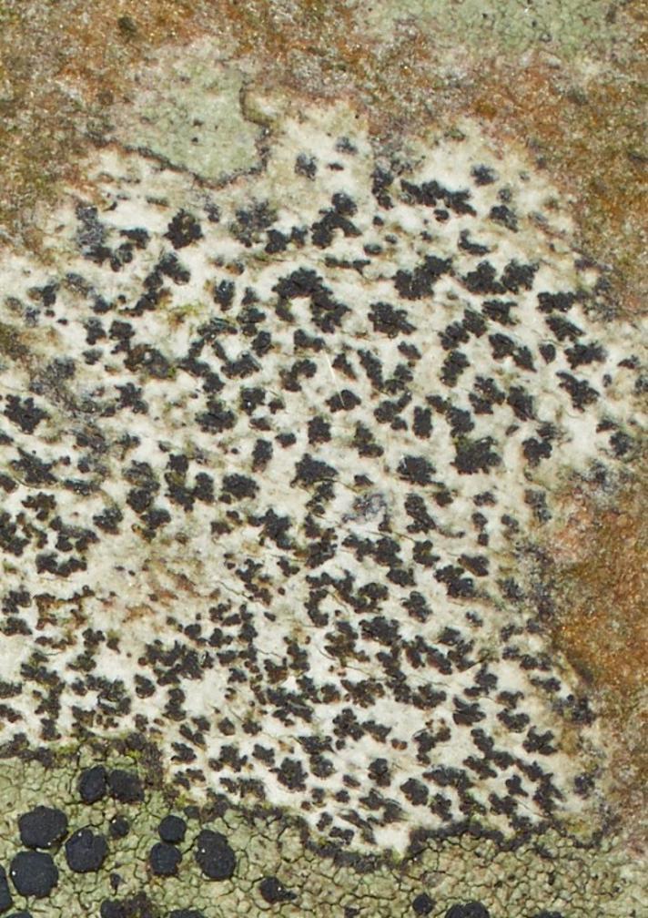 Stjerne-Pletlav (Arthonia radiata)