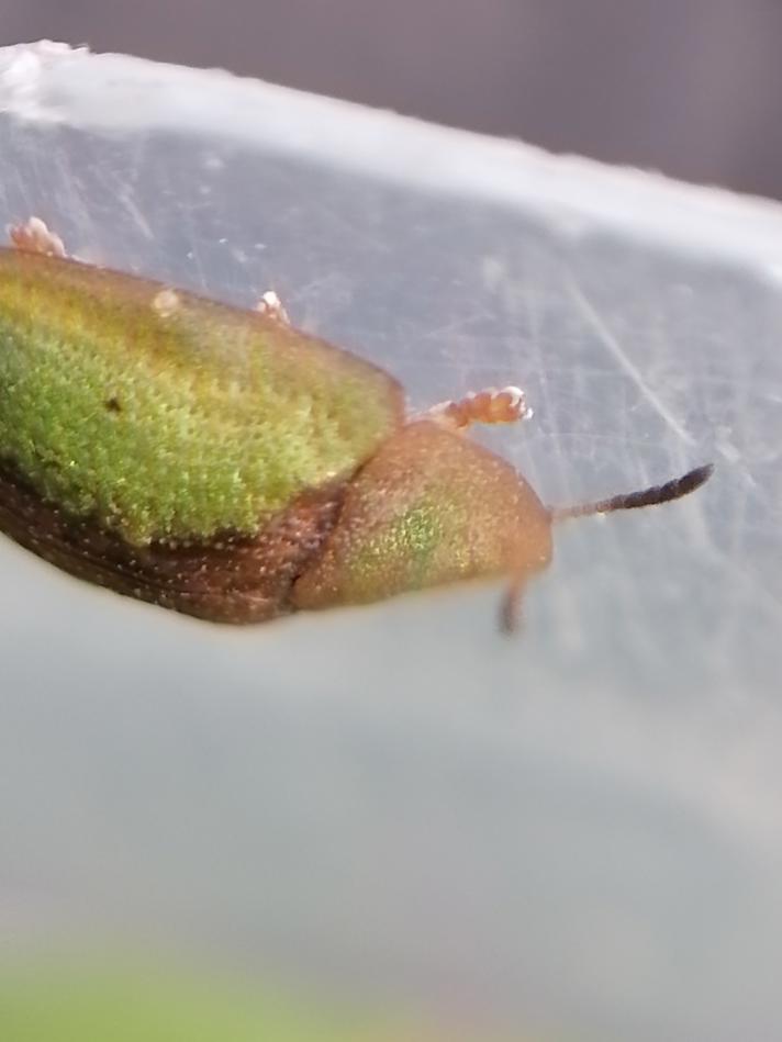 Cassida vibex