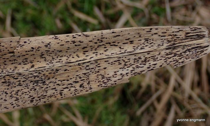 Tagrør-Tvecellerust (Puccinia phragmitis)