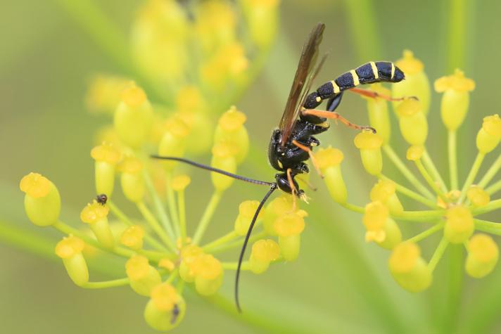 Metopius sp.