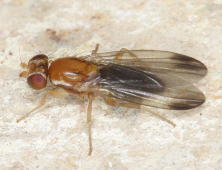 Clusiodes ruficollis