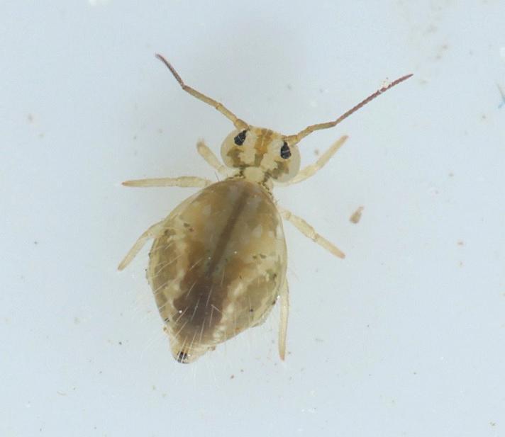 Sminthurus nigromaculatus