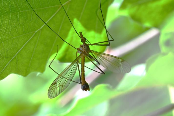 Tipula fascipennis