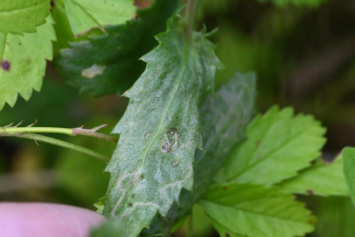 Phytomyza leucanthemi