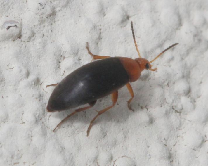 Anaspis thoracica