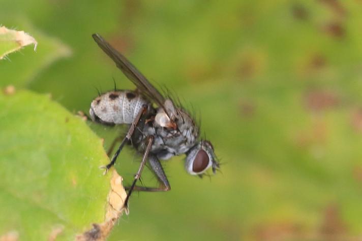 Coenosia tigrina