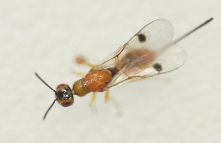 Megastigmus aculeatus