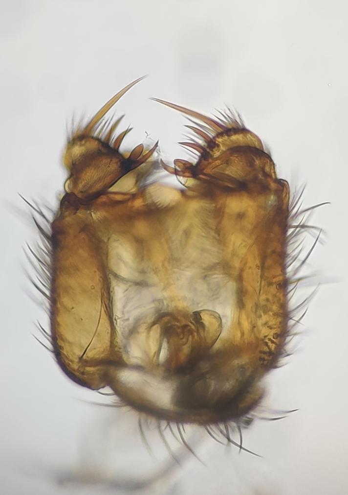 Mycetophila fungorum