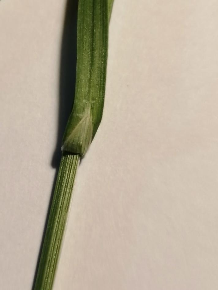 Pigget Star (Carex pairaei)