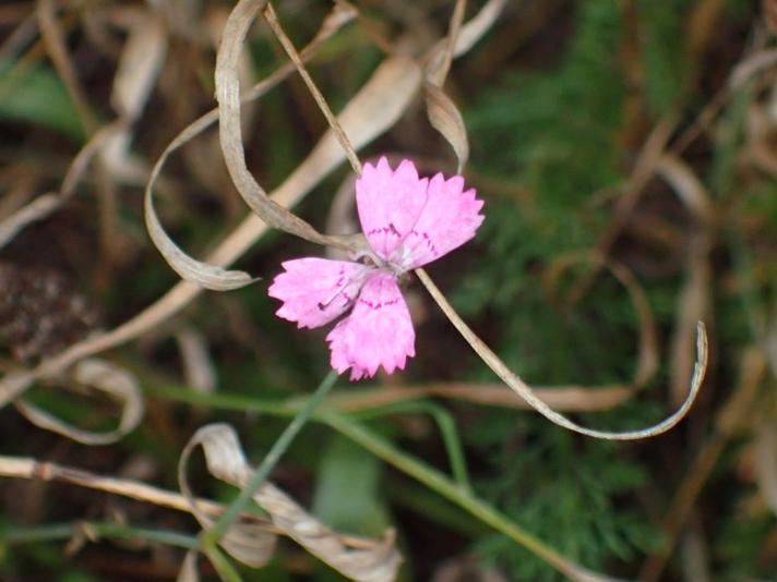 Bakke-Nellike (Dianthus deltoides)