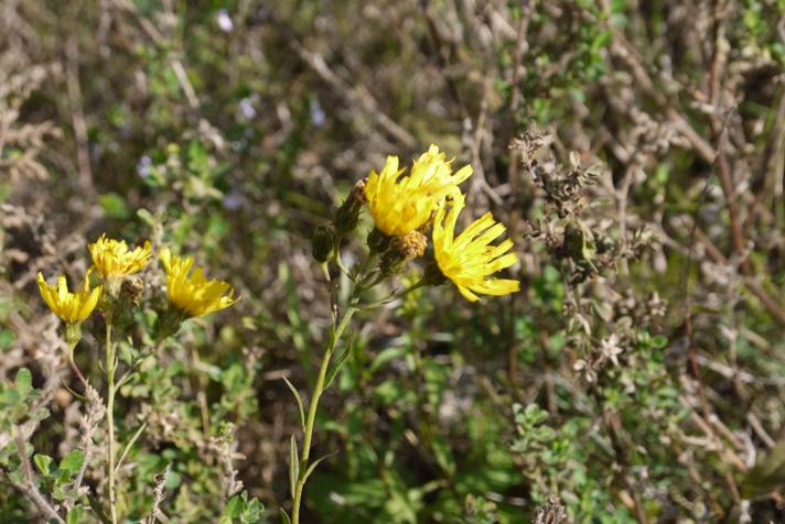 Smalbladet Høgeurt (Hieracium umbellatum)