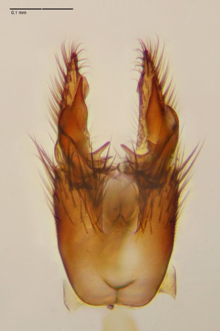 Cordyla crassicornis