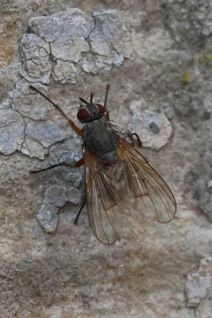 Helina impuncta