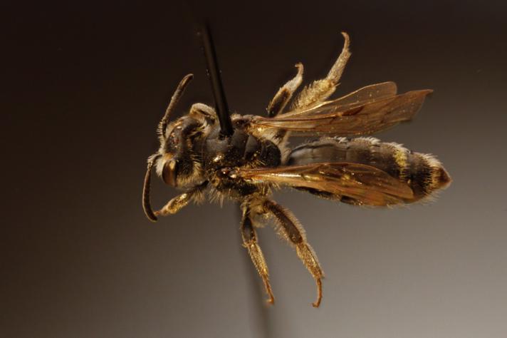 Skinnende Småjordbi (Andrena semilaevis)
