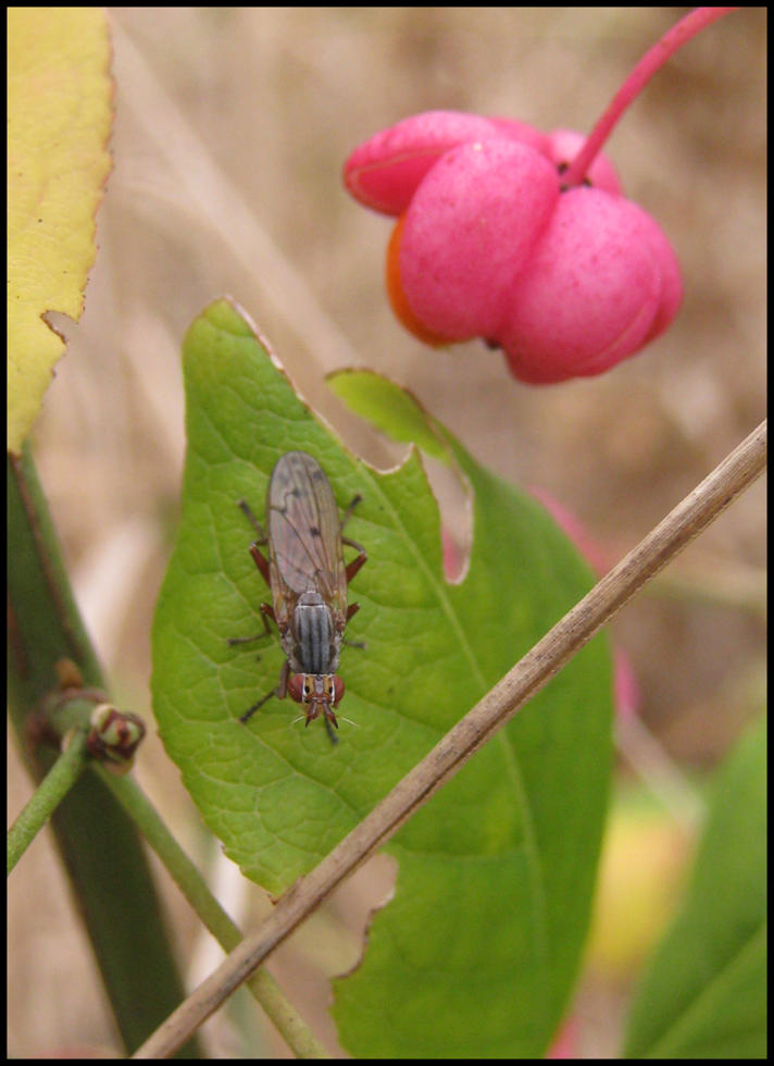 Elgiva cucularia